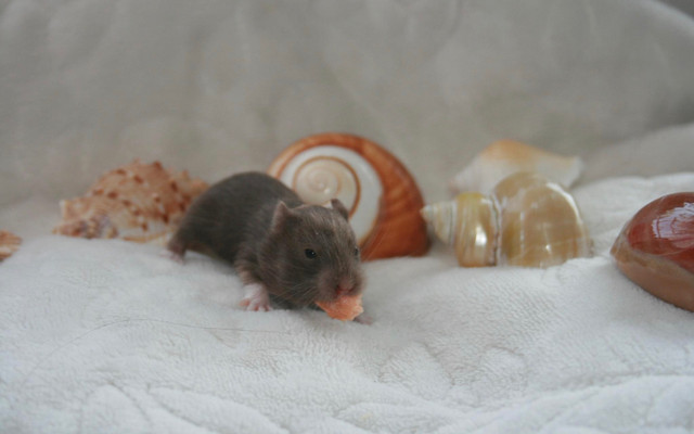 Hamsters in Small Animals for Rehoming in Burnaby/New Westminster