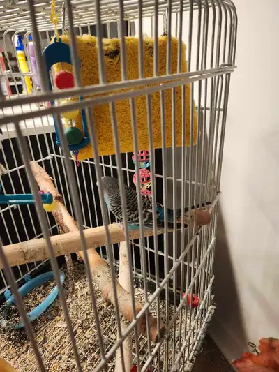 Bird Cage with Perches and Accessories, View more