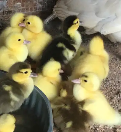 Muscovy Ducklings, View more