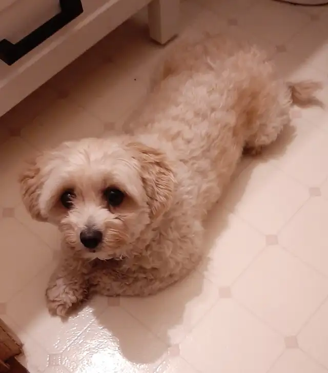 Shi-poo for rehoming, located on the Bruce Penninsula in Dogs & Puppies for Rehoming in Owen Sound - Image 5