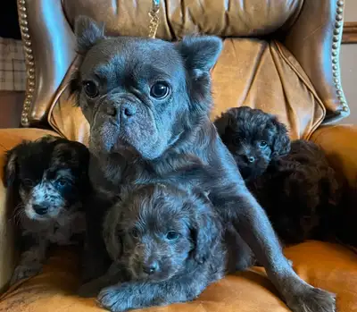 FLOODLE (Fluffy French Bulldog X Poodle, View more