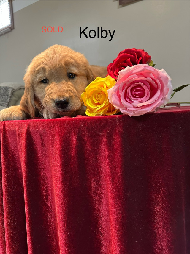Purebred Golden Retrievers in Dogs & Puppies for Rehoming in Kitchener / Waterloo - Image 3
