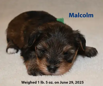 Morkie puppies we have 3 boys. and 2 girls ready to move after August 20 when they are 11 weeks old....