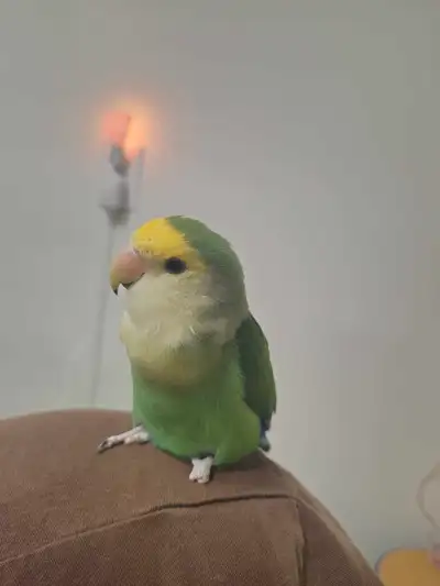 Hello. If you have a bird for sale or plan to rehome, let me know. Calgary NE location