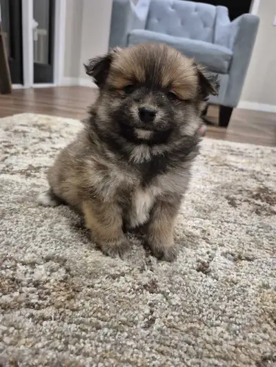 Male Pomeranian Puppies, View more