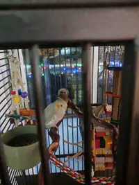 Cage avec 2 cockatiels negociable