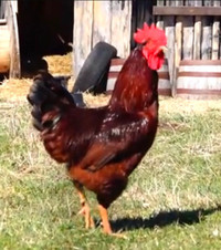 Rhode Island Red Roosters