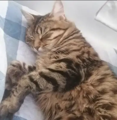 Chatte très sociable de 1 ans. Bien dressé. Se nomme Vanelle et connait son nom. Recherche personne...