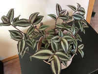 Very Healthy and Growing Indoor/ Outdoor Plant With Planter 