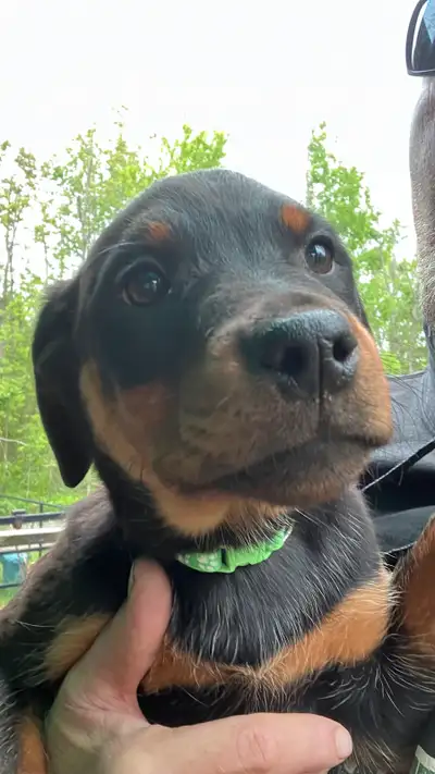 Purebred  Rottipuppy  updated June 30, View more