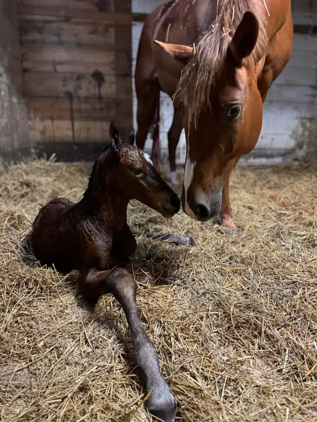 Beginner Horse Riding Lessons64141876798593123