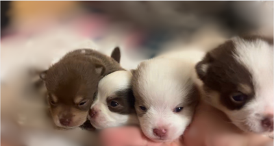 Pomeranian/Chihuahua/Pug Puppies! Currently 40 days old - ready to go home at 8 weeks Mom is a Pomer...