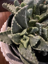 RareFind SuperCute HealthyGrown Tiger’s Jaws Succulent Only $30!