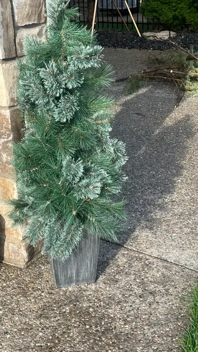 evergreen pine tree , View more