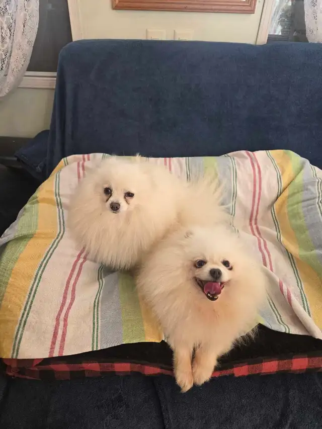 Pomeranian | Dogs & Puppies for Rehoming | Hamilton | Free local ...