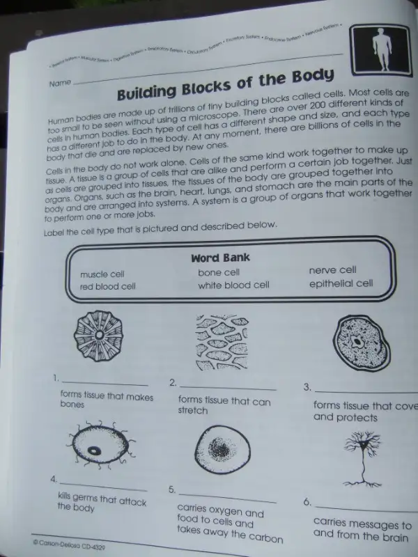 Human Body Published by Carson-Dellosa (for Grades 4-6) in Children & Young Adult in Mississauga / Peel Region - Image 6