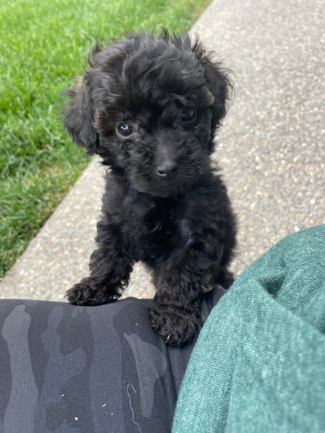 Purebred Toy Poodles Dogs & Puppies for Rehoming Banff / Canmore