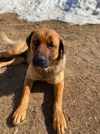 Mastiff/German Shephard/Husky Dog for Rehoming, View more