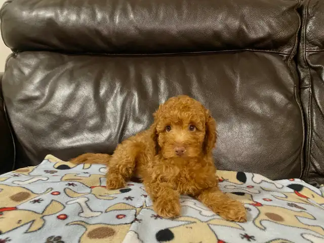 Sweetheart Miniature Poodle Puppy in Dogs & Puppies for Rehoming in Richmond - Image 3