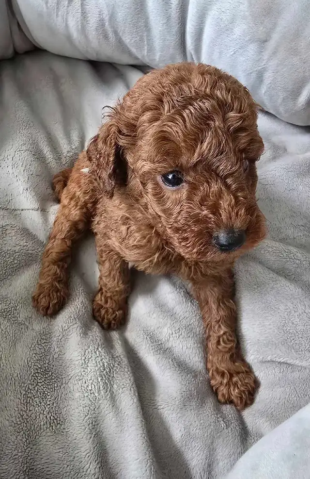 Dark Red Miniature Poodles in Dogs & Puppies for Rehoming in City of Toronto - Image 10