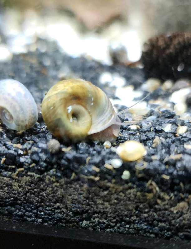 15 Mixed color ramshorn snail / aquarium escargot dans Poissons à adopter  à Longueuil/Rive Sud - Image 4