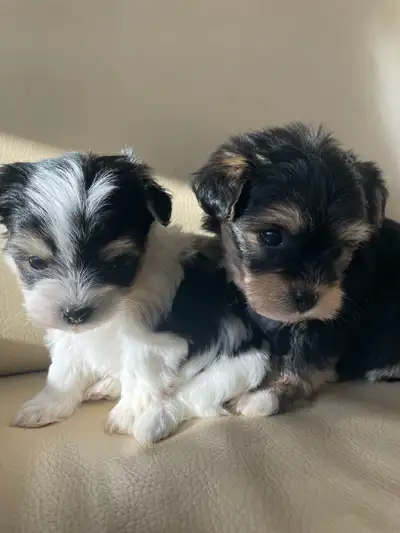 Yorkie Bichon Puppies, View more