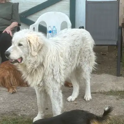 Intact male maremma dog. Farm setting is the best life for him .Good natured . His name is Ranger