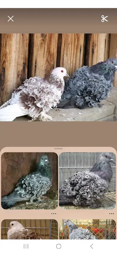 Cherche Pigeon Frillback, View more