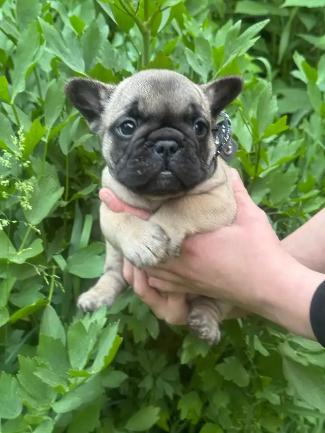 best quality French bulldog puppy’s in Dogs & Puppies for Rehoming in Laval / North Shore - Image 7