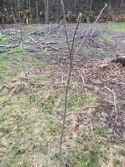Young black walnut trees for sale in Plants, Fertilizer & Soil in Ottawa - Image 2