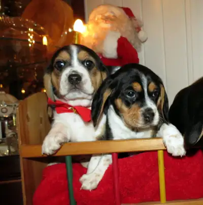 Éleveur Familial de chien Beagle et Pocket Beagle Pur Race, View more