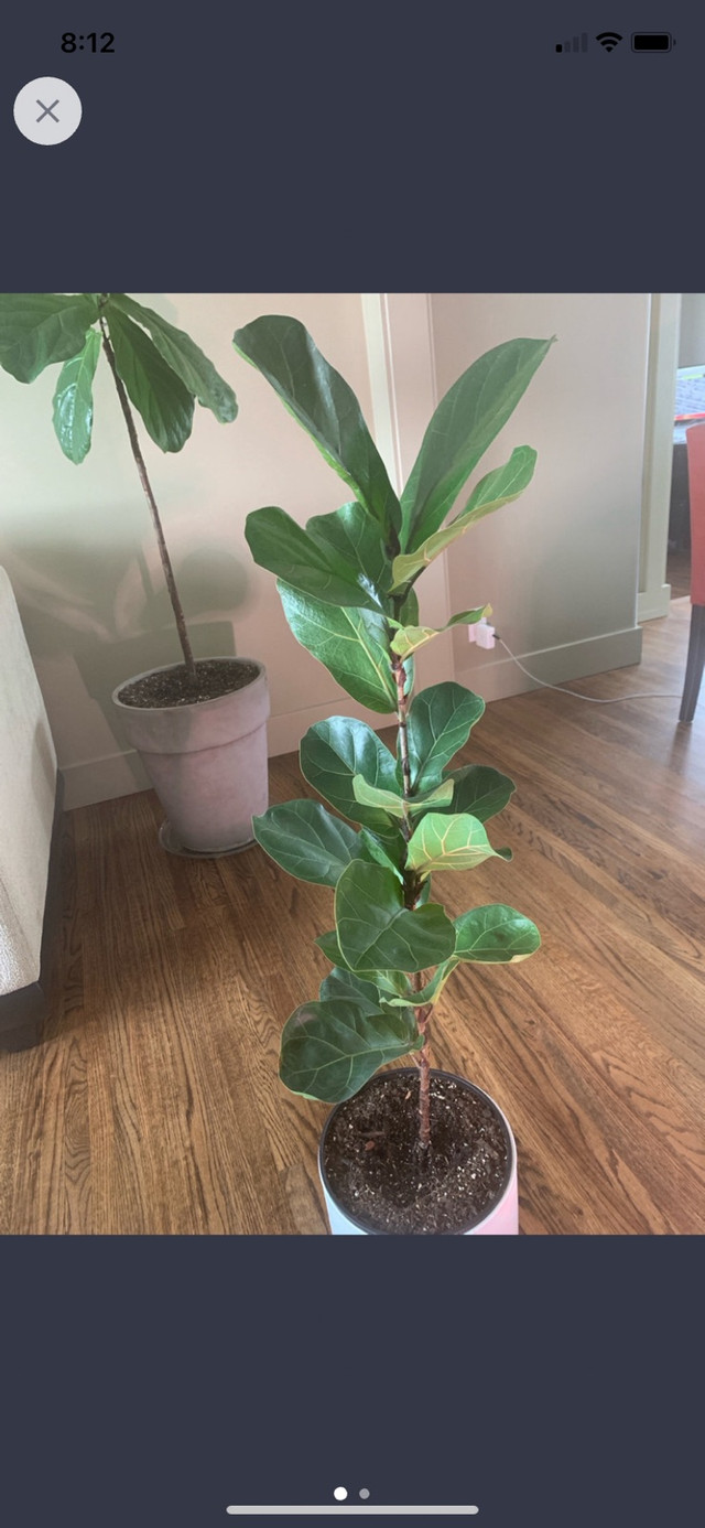 Fiddle Leaf Fig BAMBINO in Plants, Fertilizer & Soil in Calgary