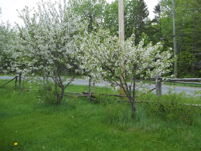 European cherry trees for sale in Plants, Fertilizer & Soil in Bathurst