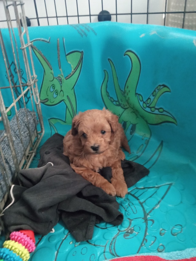 Minnie/toy poodle puppies Dogs & Puppies for Rehoming Hamilton Kijiji