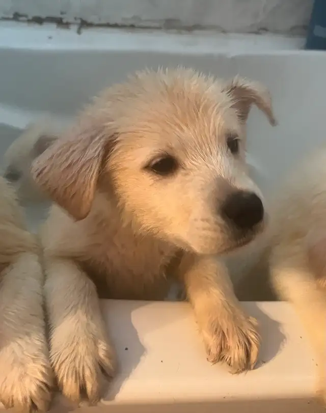 Samoyed/Labsky Puppies in Dogs & Puppies for Rehoming in Penticton - Image 4