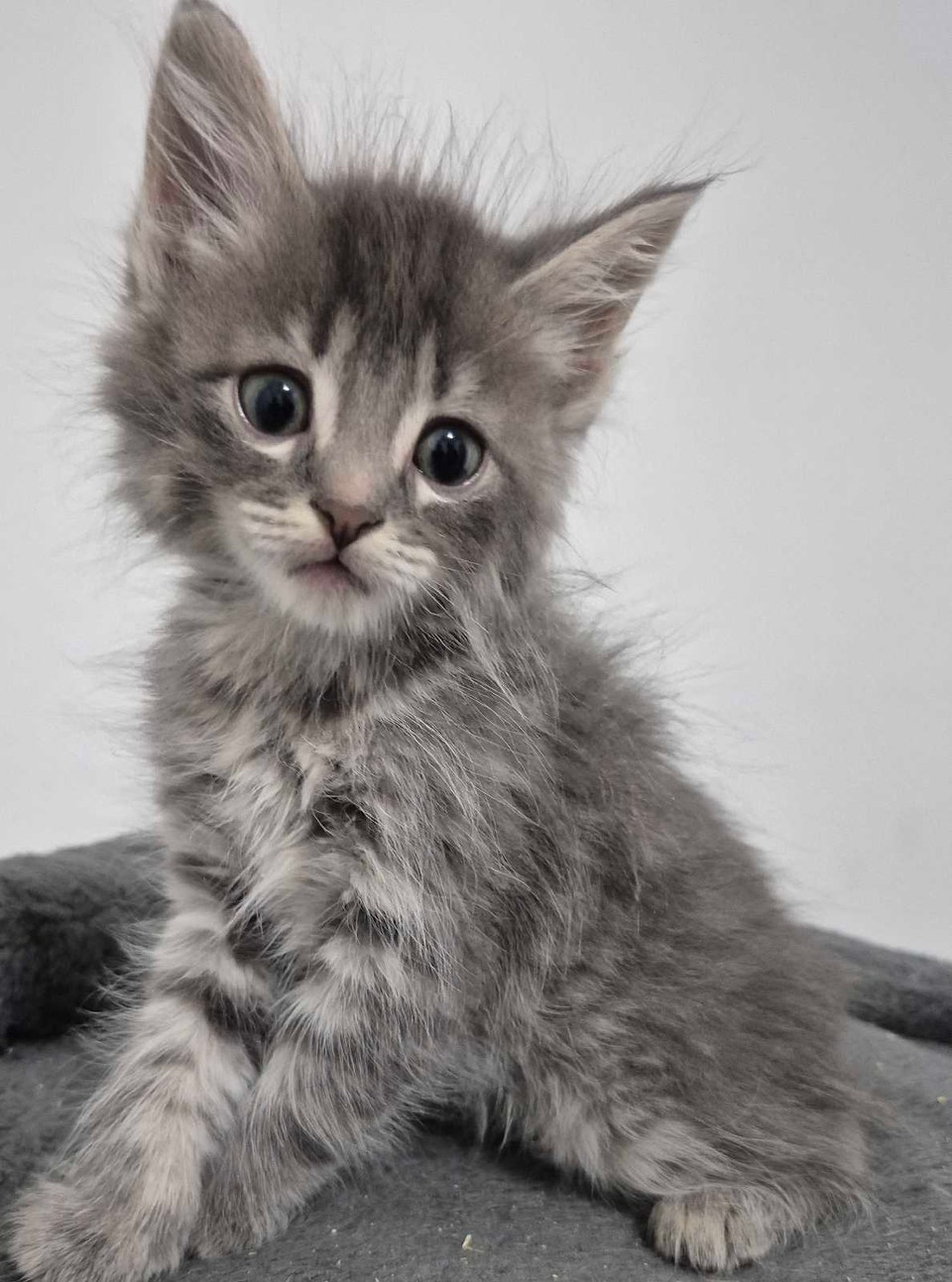 Adorable Kittens | Cats & Kittens for Rehoming | Winnipeg | Free local ...