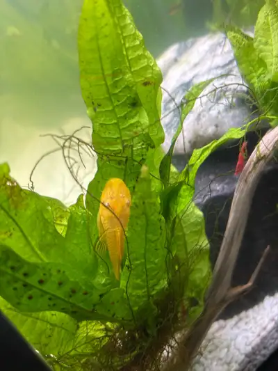 Albino Bristle Nose Plecos, View more