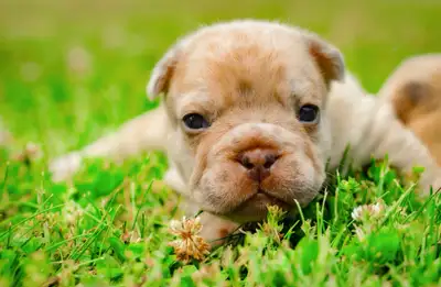 french bulldog puppies, View more