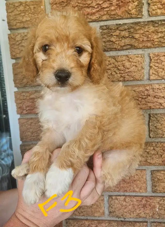 F1b goldendoodle pups in Dogs & Puppies for Rehoming in Guelph - Image 5