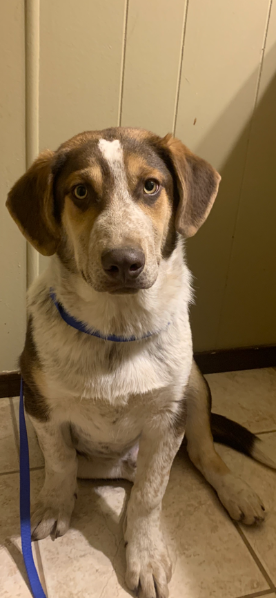 5 Month Old Puppy, View more