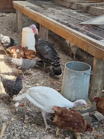 live chicken  , View more