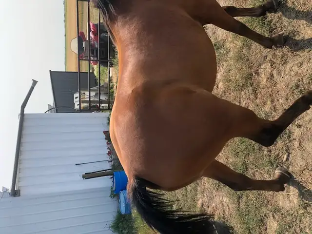 Arabian Horse in Equestrian & Livestock Accessories in Calgary - Image 4