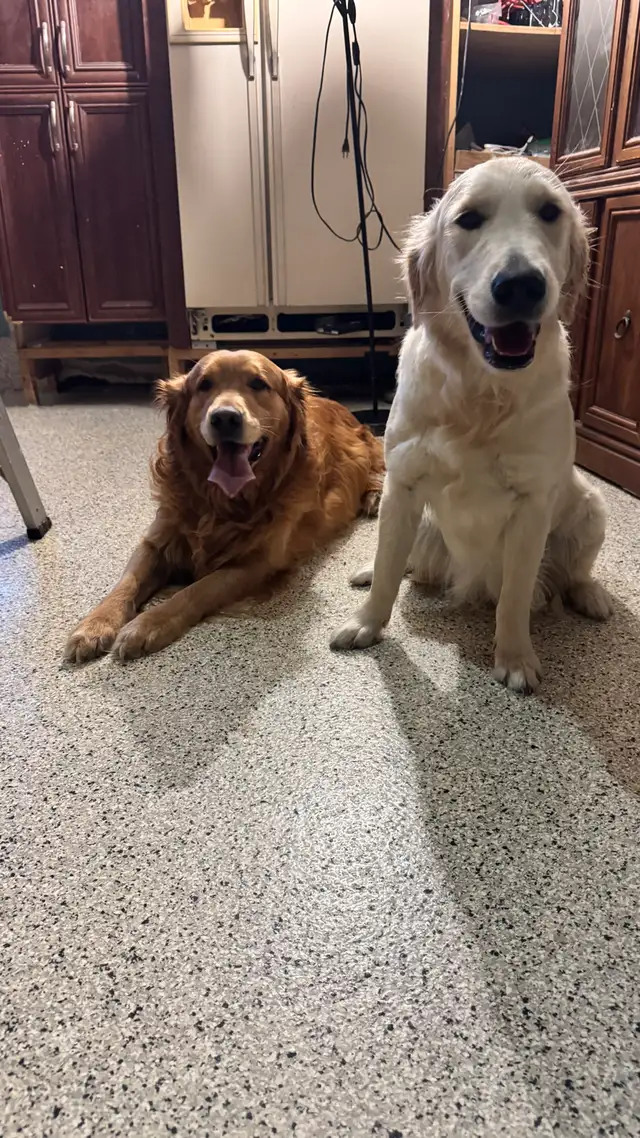 Chiots Golden retrievers PURE RACE in Dogs & Puppies for Rehoming in Laval / North Shore - Image 10