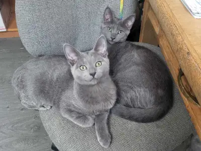 Purebred Russian Blue Kittens Male, Voir plus