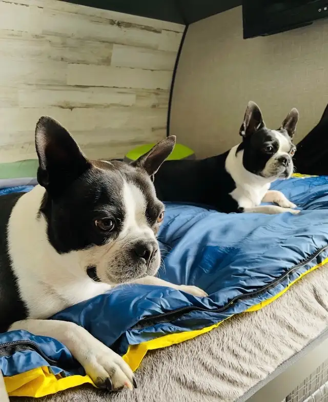 Gorgeous Boston Terrier Puppies in Dogs & Puppies for Rehoming in City of Toronto - Image 8