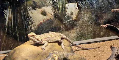 looking to rehome bearded dragon, View more