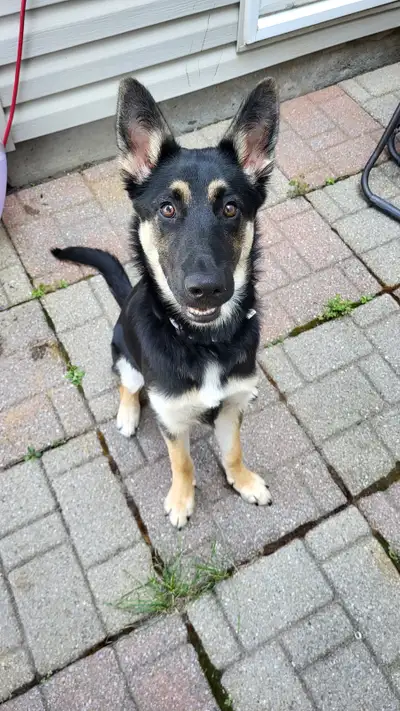 German shepherd mix, View more