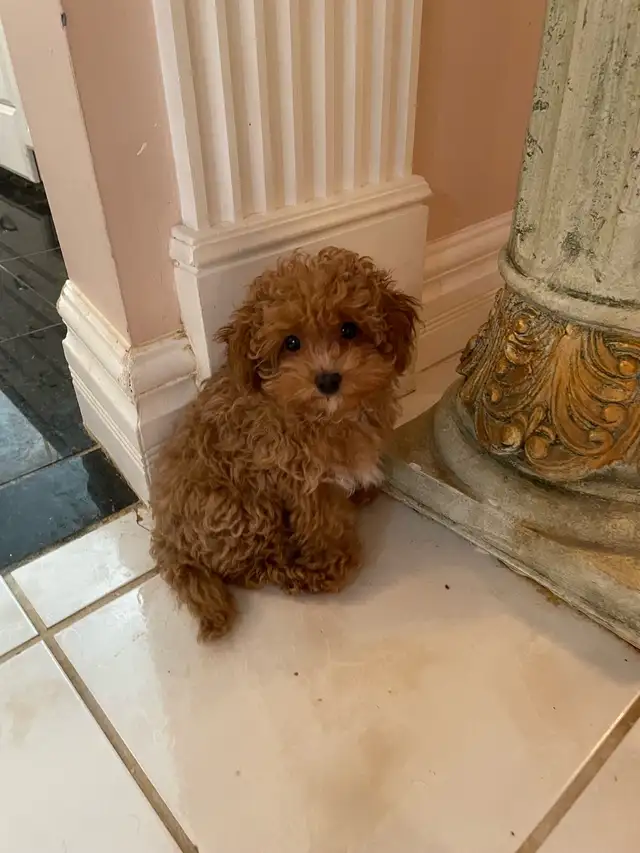 Precious Toy Poodle in Dogs & Puppies for Rehoming in Markham / York Region - Image 3