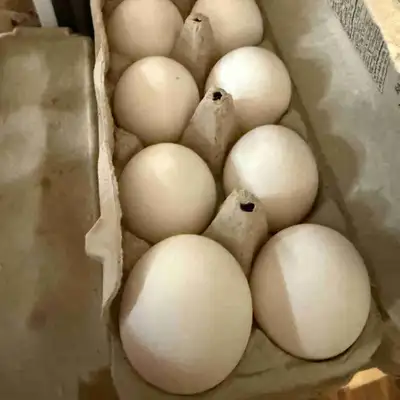Farm eggs for sale 5$ a dozen, View more