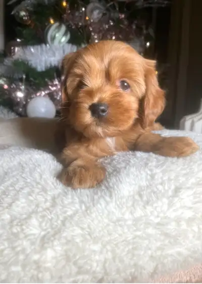 Miniature Cockapoos , View more